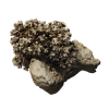 rendered image of Pocillopora damicornis