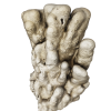 rendered image of psammocora columna