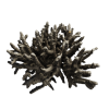 rendered image of madrepora formosa