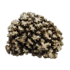 rendered image of Pocillopora damicornis