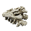 rendered image of Pocillopora damicornis