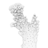 rendered image of acropora digitifera