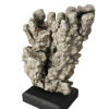 rendered image of porites monticulosa