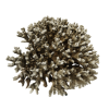 rendered image of Pocillopora damicornis