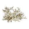 rendered image of Pocillopora damicornis